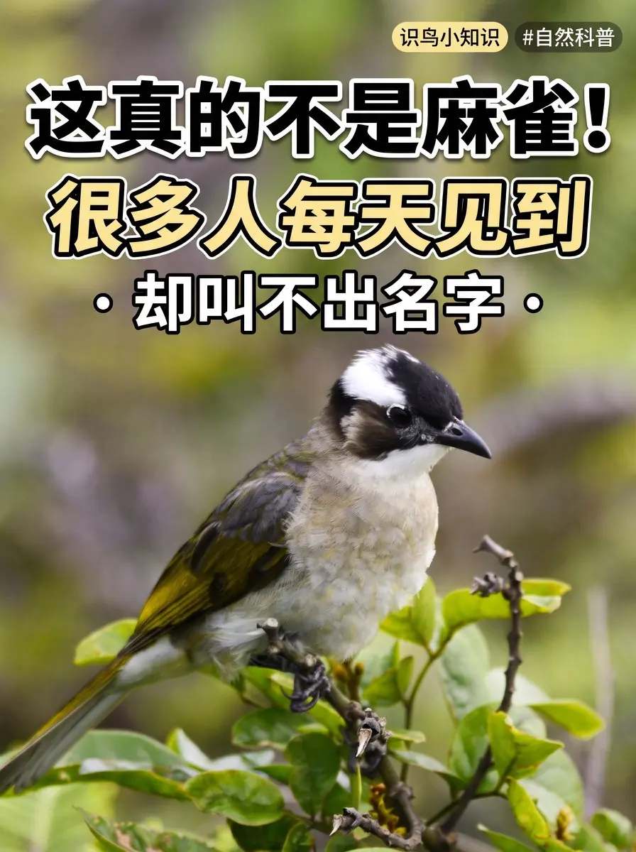 白头鹎科普封面