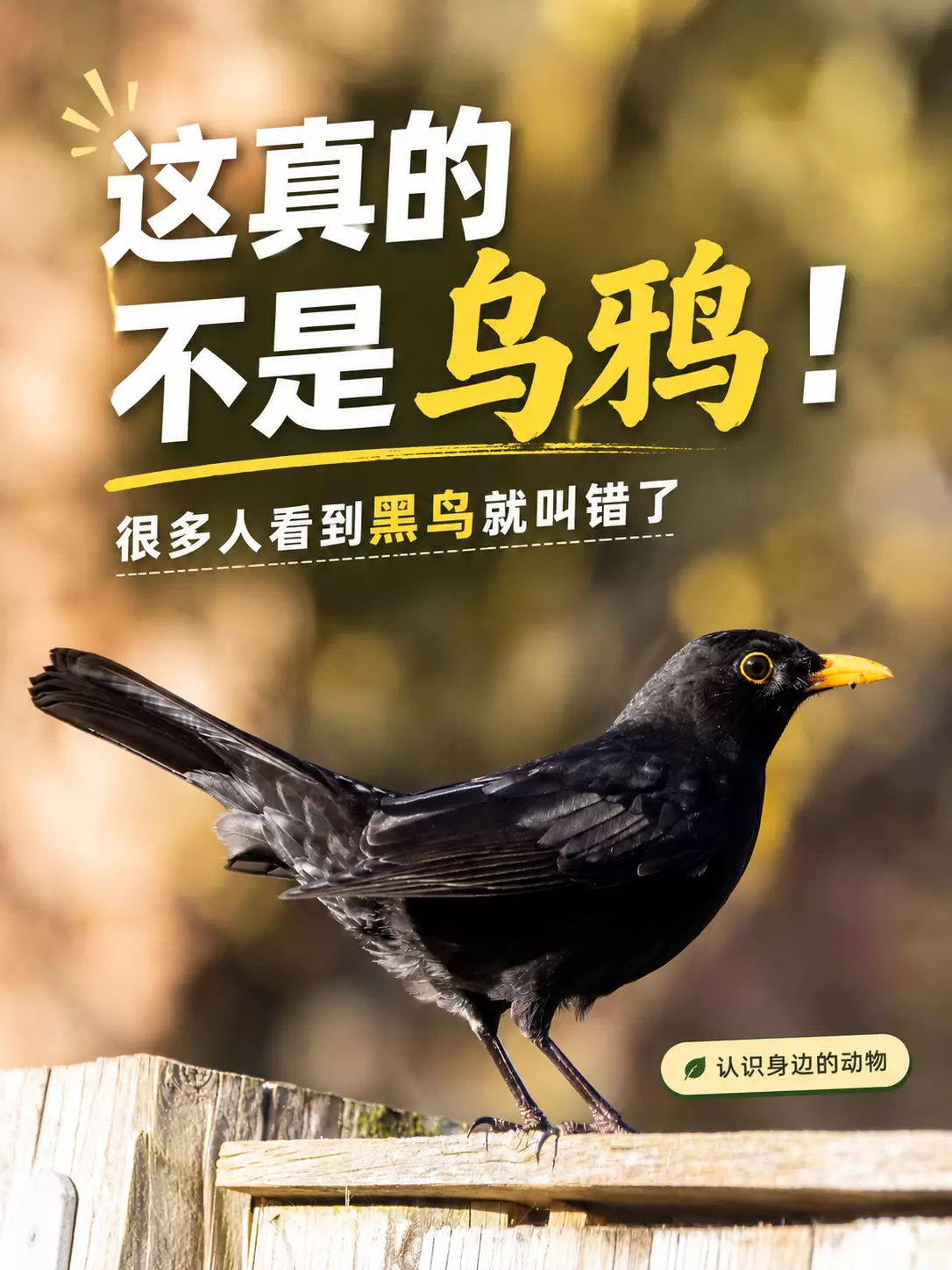 乌鸫不是乌鸦科普封面