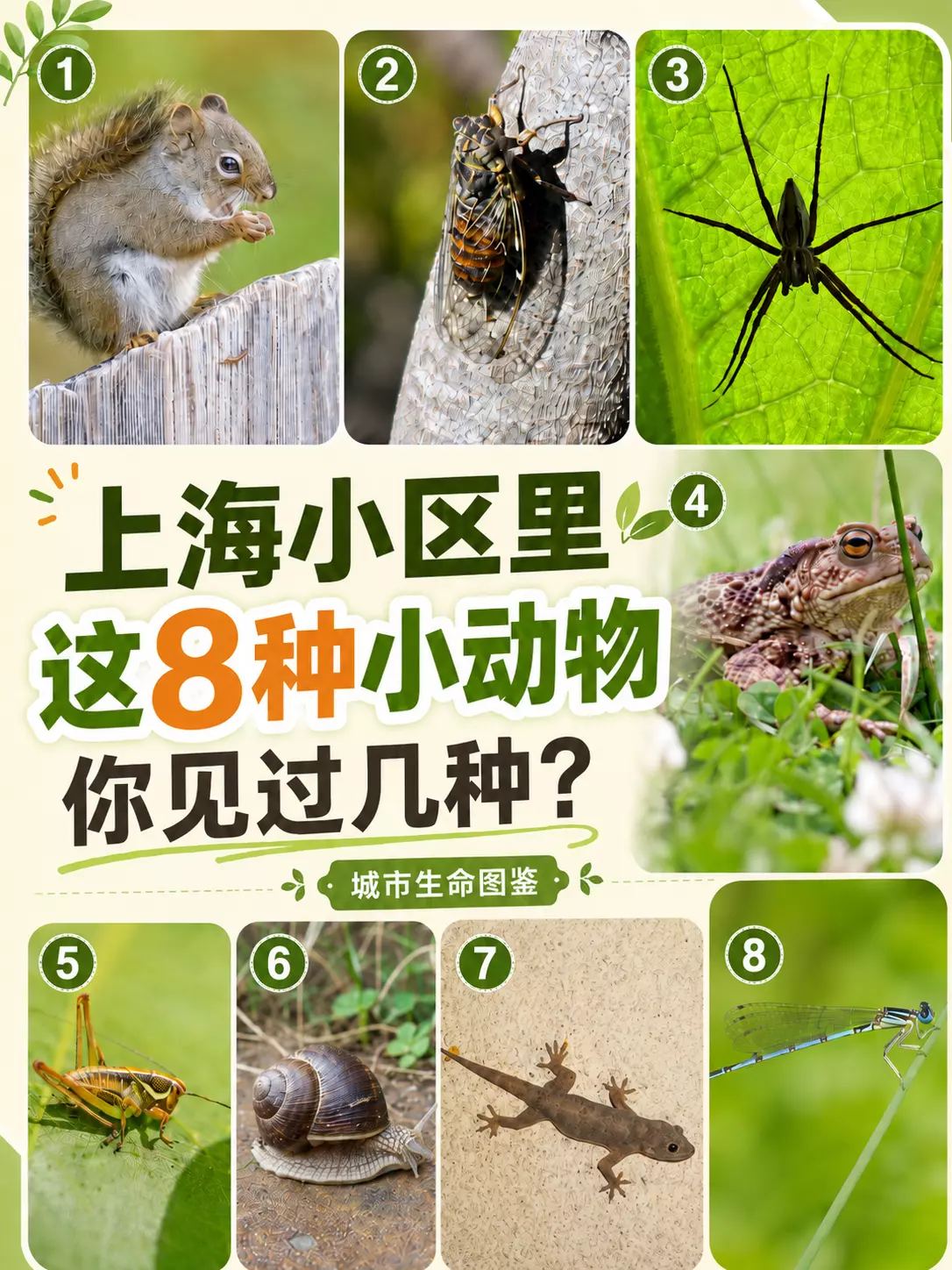 城市小动物观察缩略图