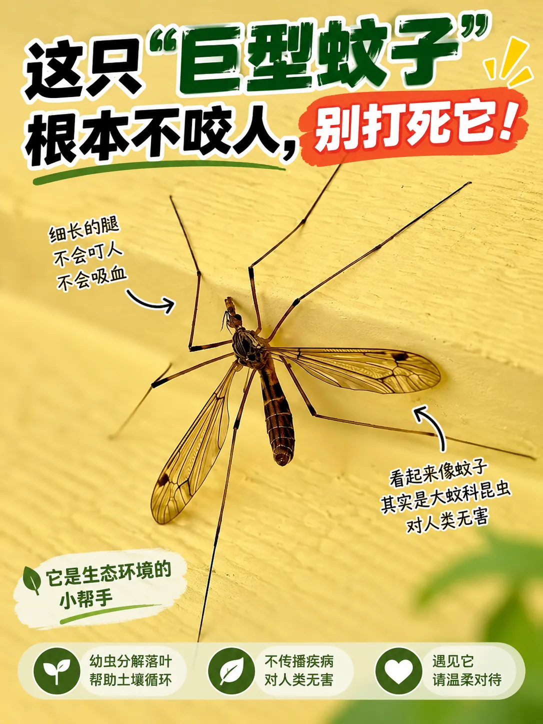 大蚊不是蚊子科普封面