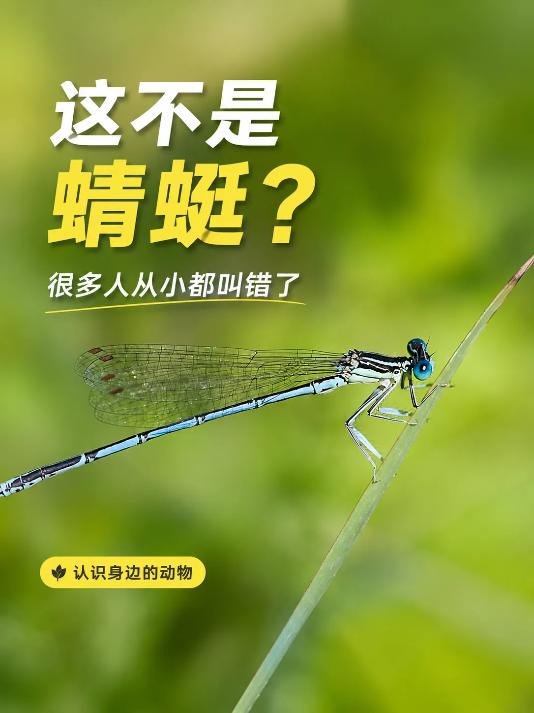 豆娘与蜻蜓区别科普封面