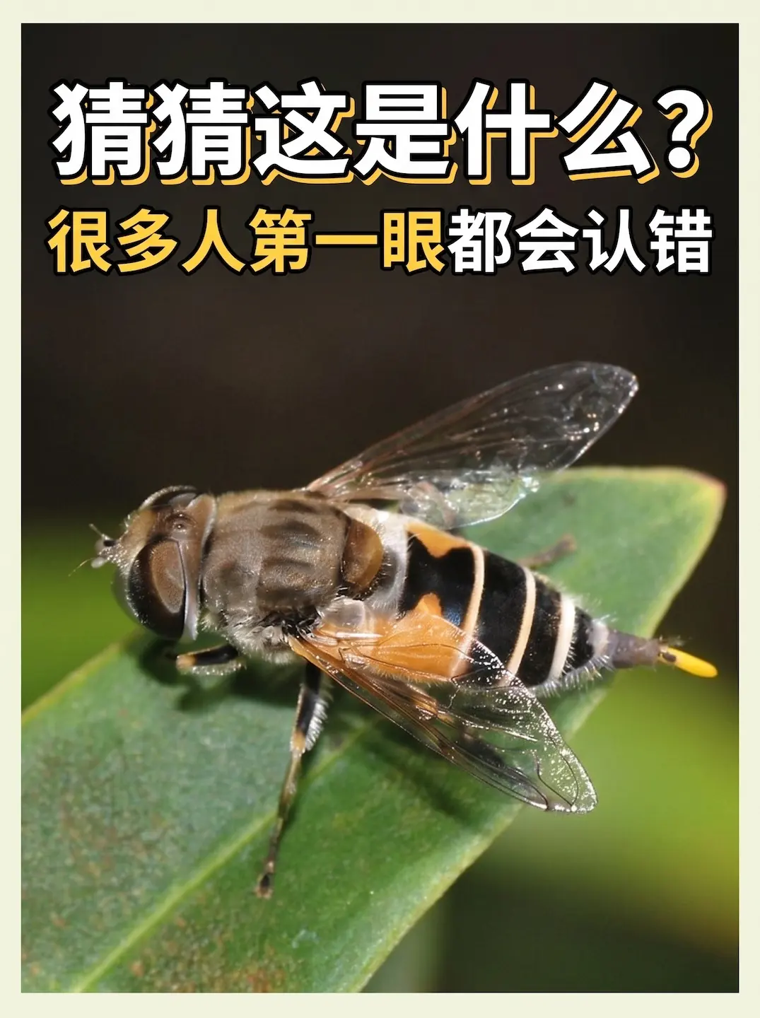 食蚜蝇停在绿色叶片上,黄黑相间的腹部外形容易让人误认为蜜蜂