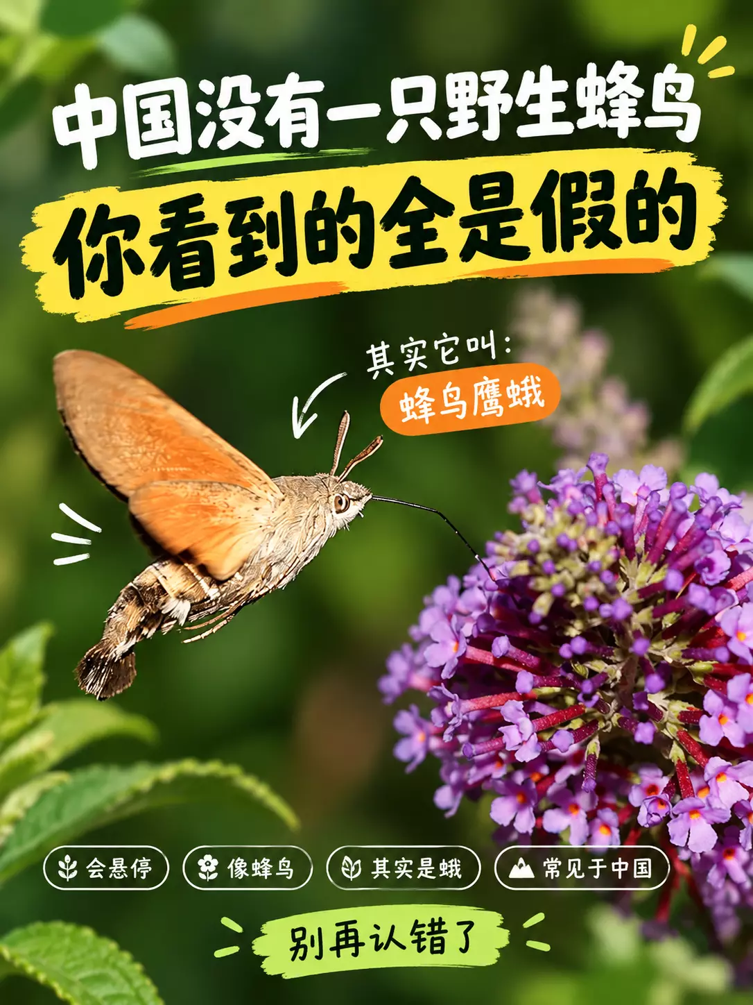 蜂鸟鹰蛾在花前悬停