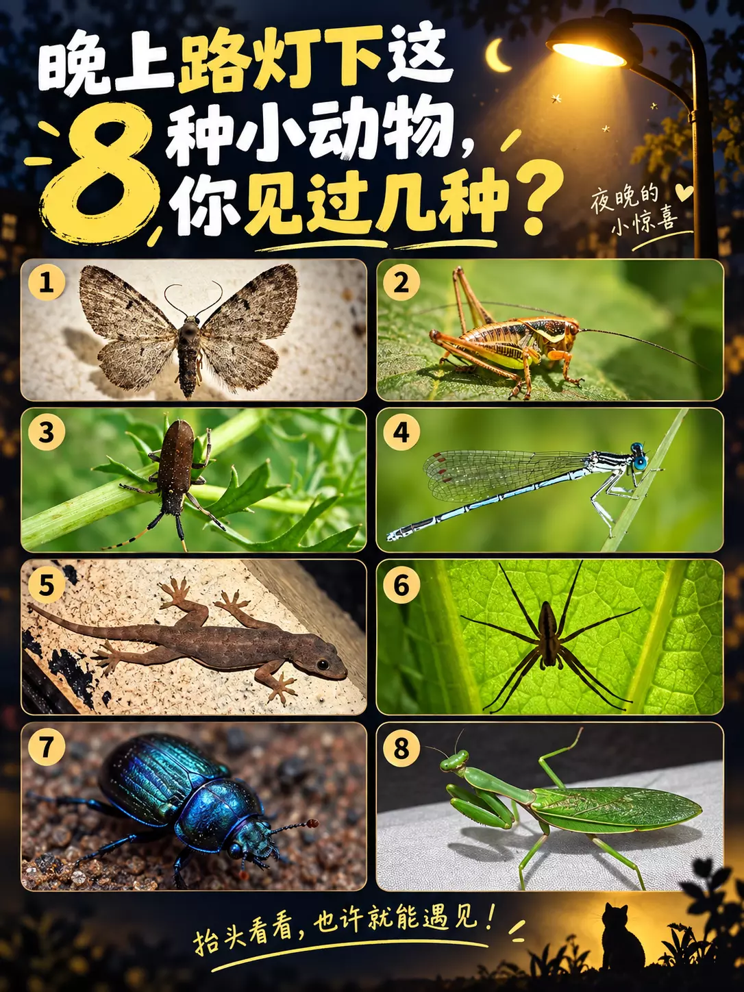 夜间昆虫观察缩略图