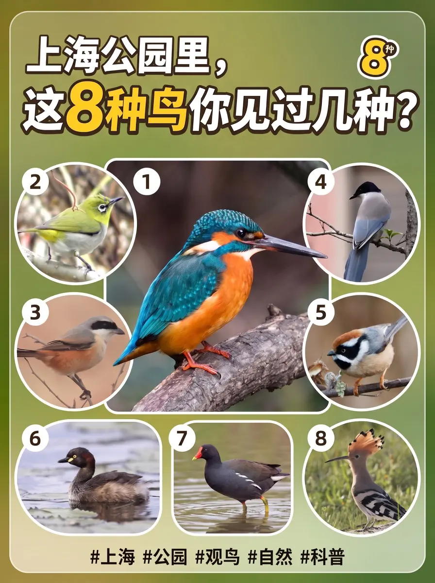 上海公园八种特色鸟观鸟指南封面